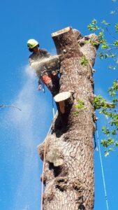 étêtage d'arbre Essonne