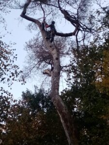 Élagueur en Essonne 91 coupant un arbre en hauteur