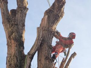 Abattage d’arbre sécurisé à Évry en Essonne