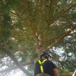 Nettoyage de bois mort Angervilliers