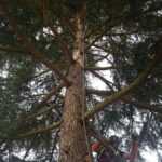Nettoyage de bois mort Essonne