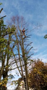 Travail sécurisé avec cordes et harnais à Dourdan 91
