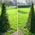 Taille haie en pyramide Étiolles
