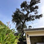 abattage d'arbre dangereux dans le 91