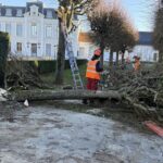 Abattage d'arbre pour les municipalités dans le 91