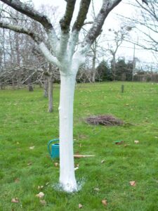 traitement des arbres