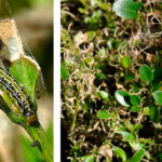 traitement biologique contre pyrale du buis dans le 91
