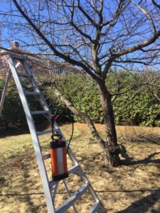 Traitement d'arbre malade
