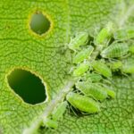 traitement des plantes