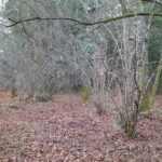 Nettoyage de terrains en Essonne